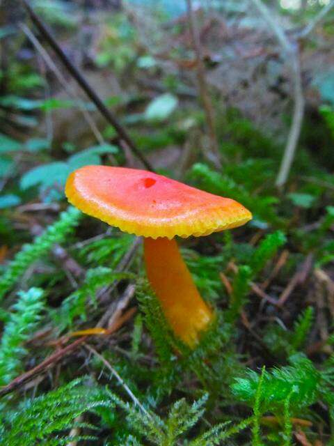 Image of waxcaps (fungi)