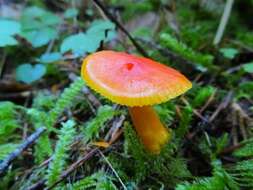 Image of waxcaps (fungi)