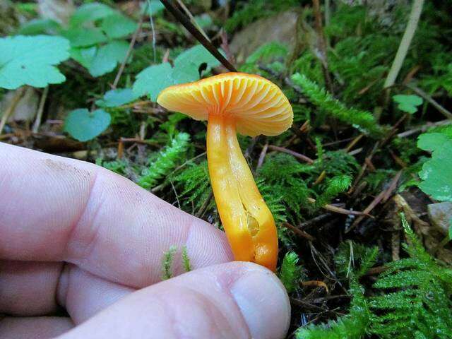 Image of waxcaps (fungi)