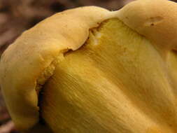 Image of Retiboletus