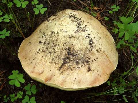 Image of Hemileccinum