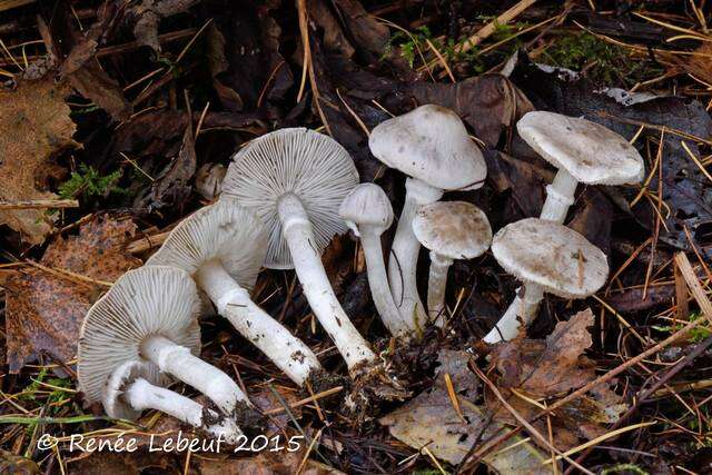 Image de Tricholoma cingulatum (Almfelt ex Fr.) Jacobasch 1892