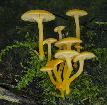 Image de Chrysomphalina aurantiaca (Peck) Redhead 1987