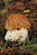 Image of Boletus