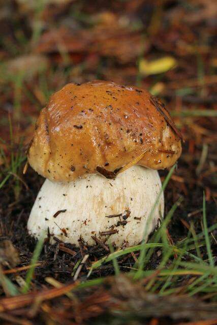 Image of Boletus