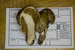 Image of Cortinarius pinguis (Zeller) Peintner & M. M. Moser 2002