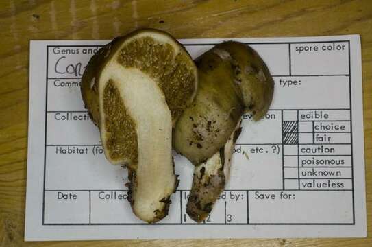 Image de Cortinarius pinguis (Zeller) Peintner & M. M. Moser 2002