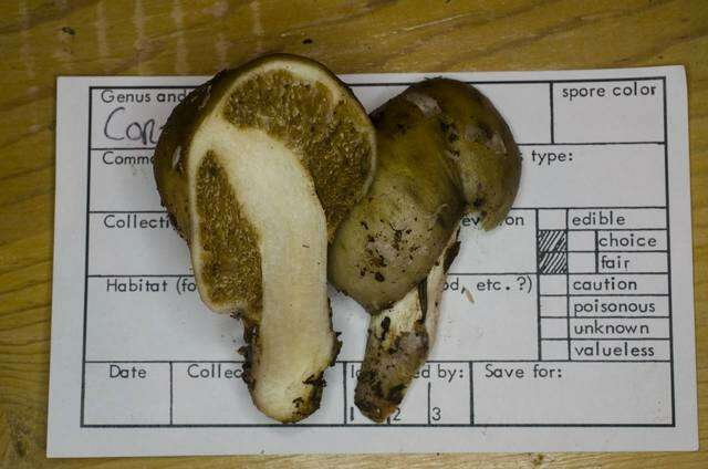 Image of Cortinarius pinguis (Zeller) Peintner & M. M. Moser 2002