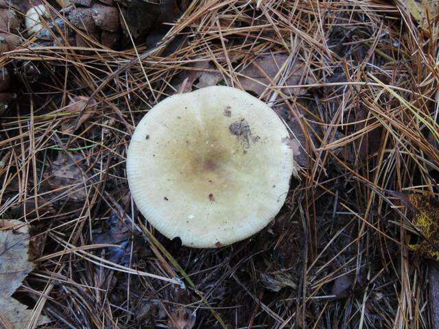 Image de Russula clavipes Velen. 1920