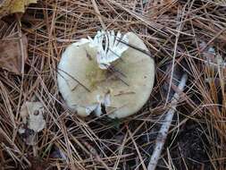 Image de Russula clavipes Velen. 1920