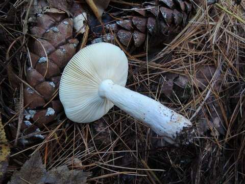 Image of Russula clavipes Velen. 1920