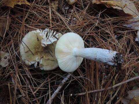 Image of Russula clavipes Velen. 1920