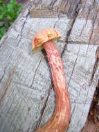 Image of Aureoboletus russellii (Frost) G. Wu & Zhu L. Yang 2016