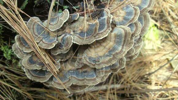 Image of Trametes