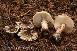 Image of Lepiota