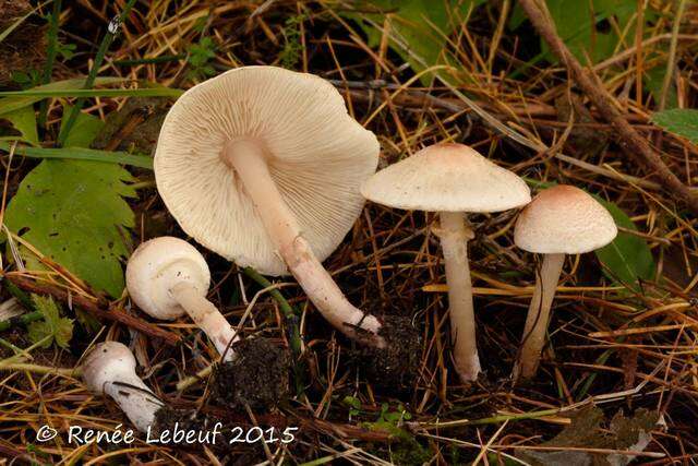 Image of Lepiota