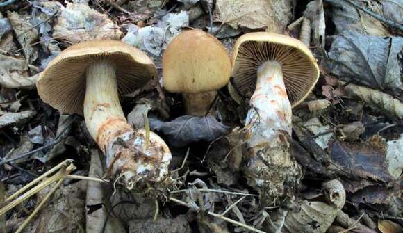 Image of Cortinarius armillatus (Fr.) Fr. 1838