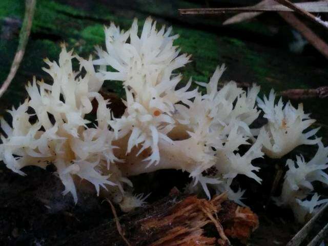 Imagem de Clavulinaceae