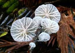 Plancia ëd Omphalotaceae