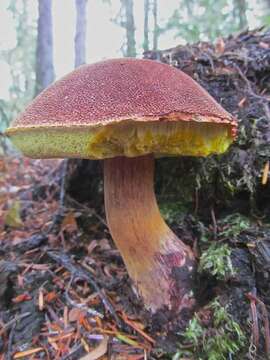 Image of Aureoboletus mirabilis (Murrill) Halling 2015