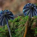 Image of Marasmius purpureostriatus Hongo 1958