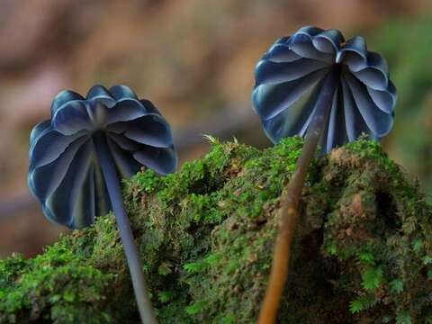 Image of Marasmius purpureostriatus Hongo 1958