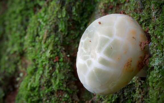 Image of Russula virescens (Schaeff.) Fr. 1836