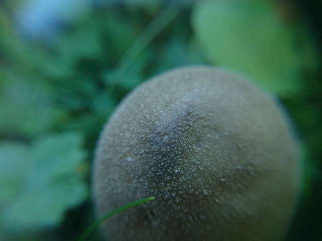 Image of Lycoperdon