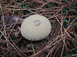 Imagem de Lycoperdon