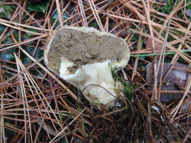 Imagem de Lycoperdon