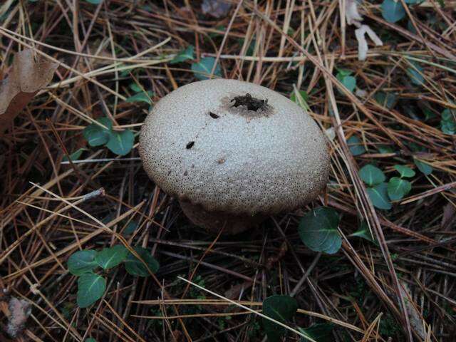 Imagem de Lycoperdon