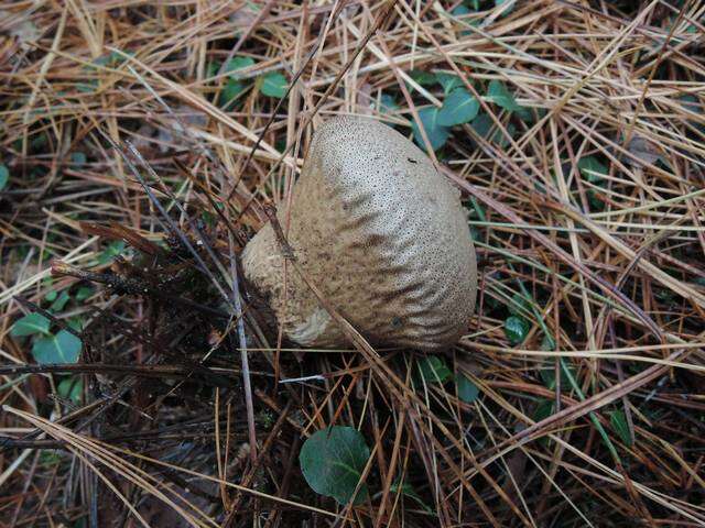 Imagem de Lycoperdon