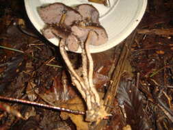 Image of Psilocybe zapotecorum R. Heim 1957