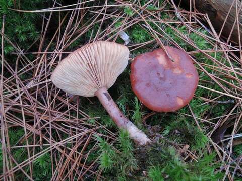 Image of Milk Cap Mushrooms