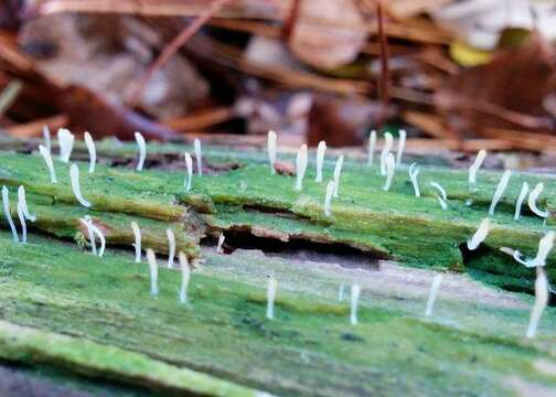 Image of Clavulinaceae