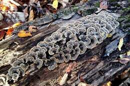 Image of Trametes