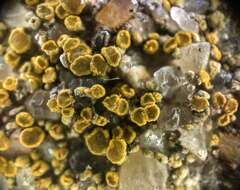 Image of Hidden goldspeck lichen