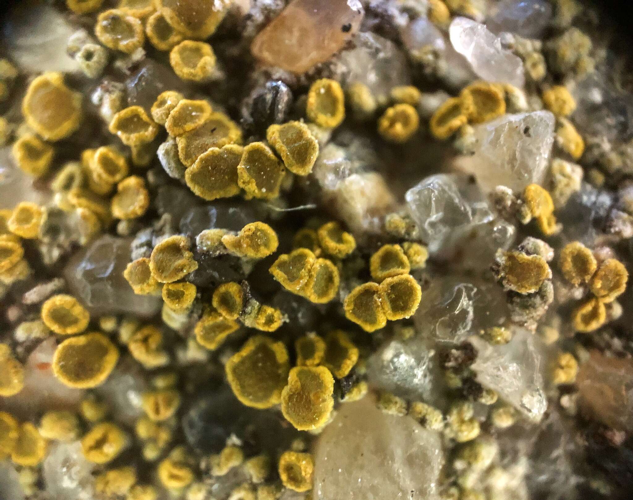 Image of Hidden goldspeck lichen