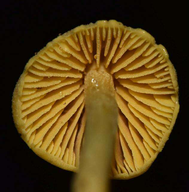 Image of Entoloma murrayi (Berk. & M. A. Curtis) Sacc. 1899