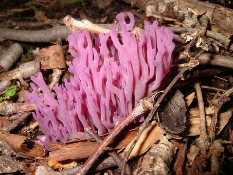 Image of Clavaria