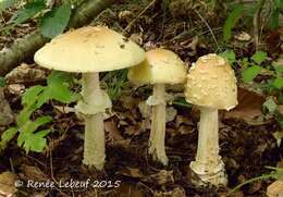 Image of Amanita velatipes G. F. Atk. 1900