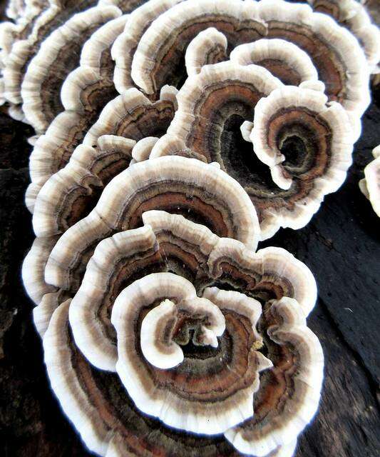 Image of Trametes