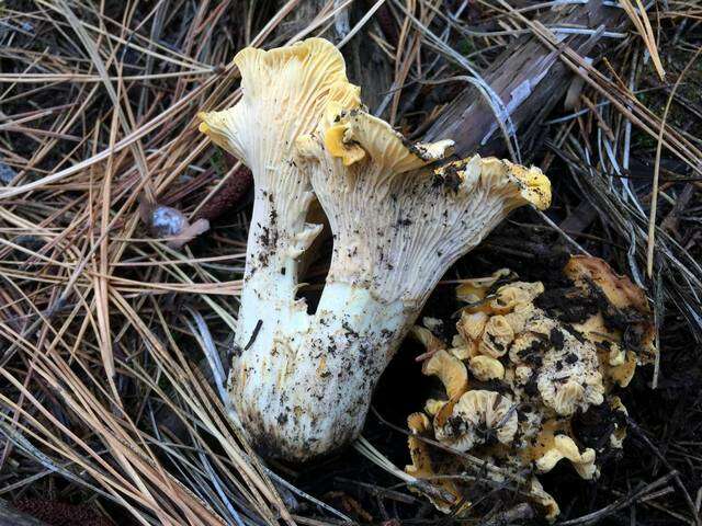 Image of Cantharellus cascadensis Dunham, O'Dell & R. Molina 2003