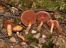 Imagem de Chalciporus