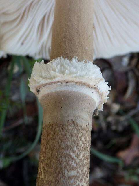 Слика од Macrolepiota