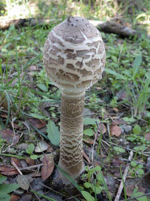 Image of Macrolepiota