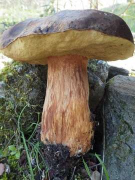 Imagem de Boletus