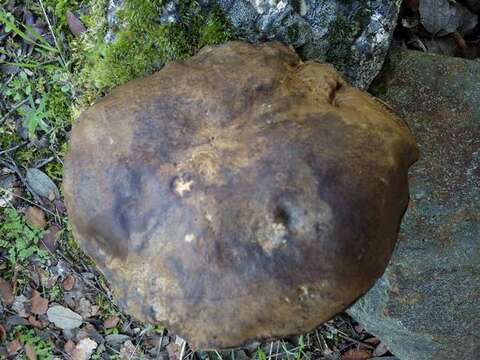 Imagem de Boletus