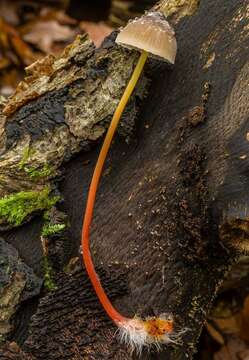 Image de Mycena crocata (Schrad.) P. Kumm. 1871