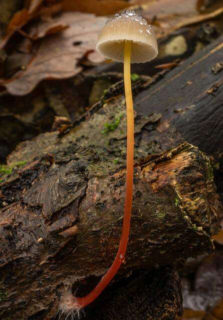 Image de Mycena crocata (Schrad.) P. Kumm. 1871